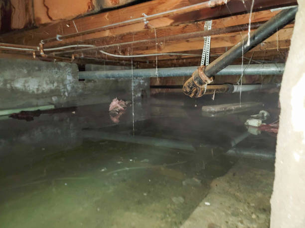 Best Water damage restoration near me  in Zephyrhills, FL
