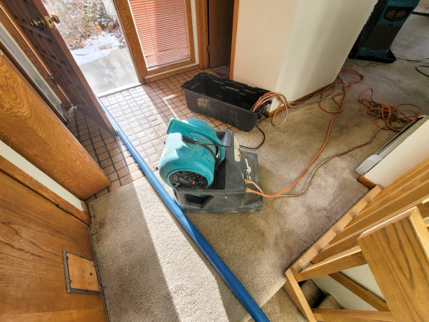 Best Water damage cleanup near me  in Zephyrhills, FL