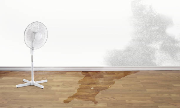 Best Mold removal after water damage  in Zephyrhills, FL